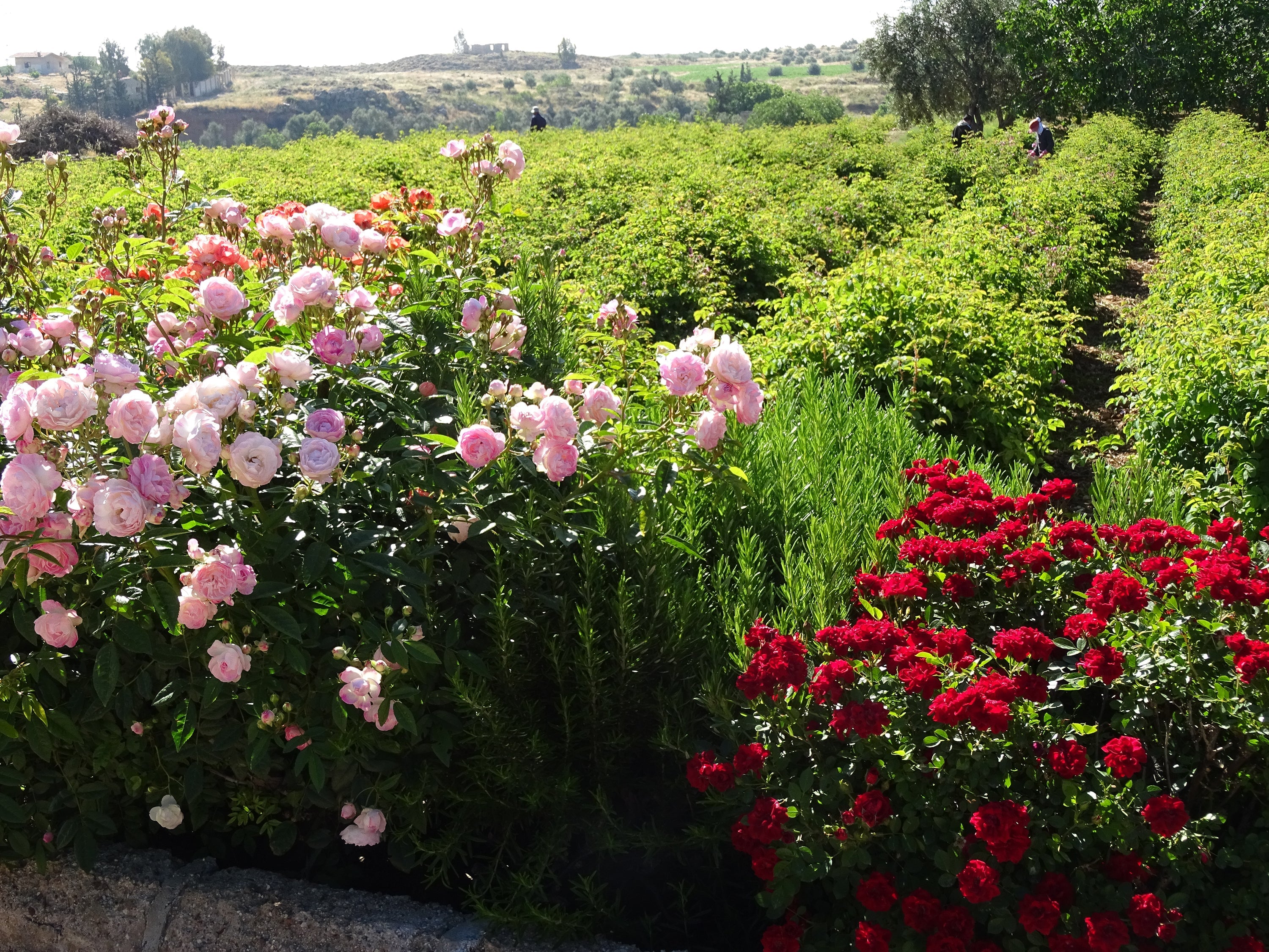 Our Botanicals